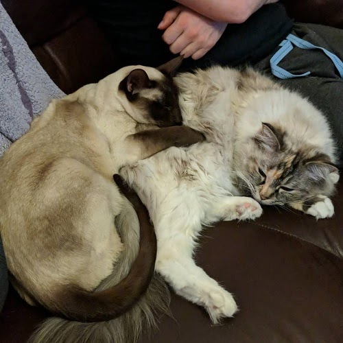 A Siamese cat and a white fluffy ragdoll cat, snuggled together