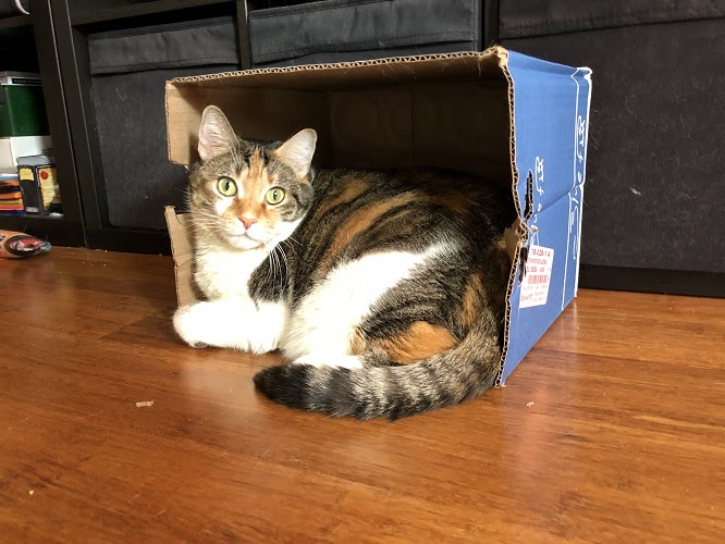 Calico cat curled up in a cardboard box