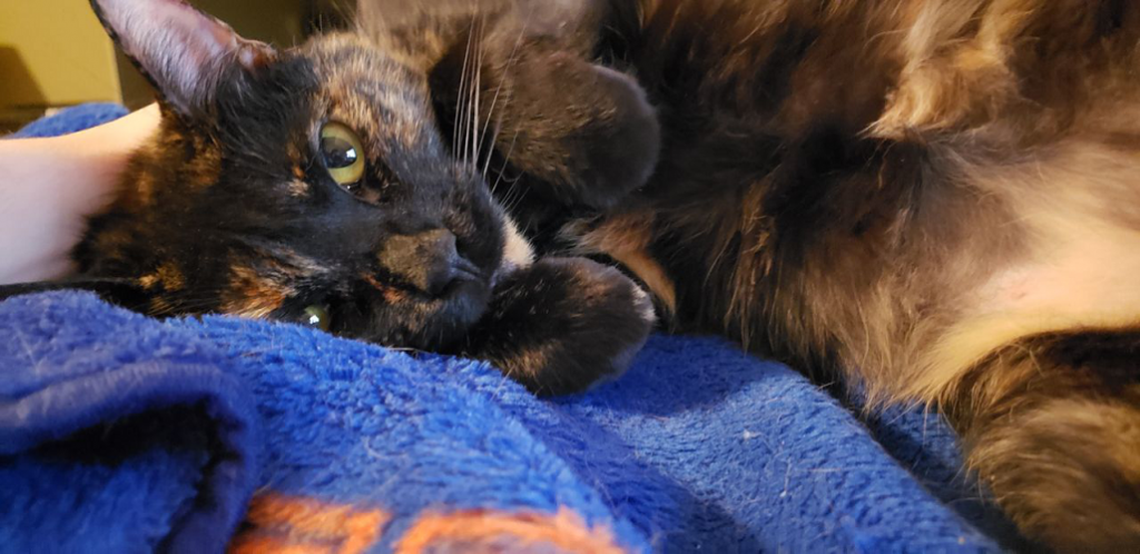 A brown and black tortoiseshell cat lying on her side and staring at the camera with paws by her face
