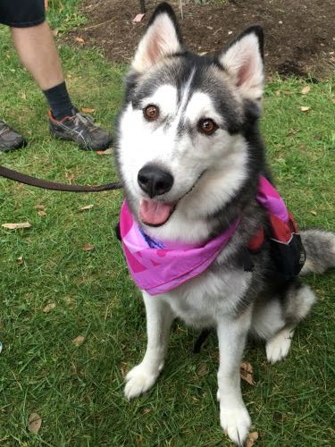 Happy-looking Husky wearing a pink bandana