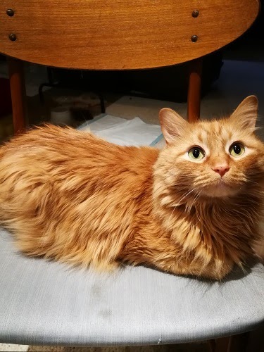 Fluffy orange cat lying on a chair like a loaf